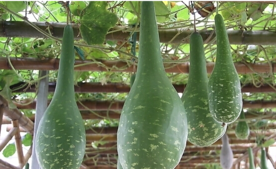 瓠子怎么做好吃？瓠子不能和什么一起吃？