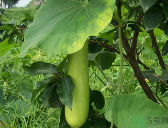 孕婦可以吃瓠子嗎？孕婦吃瓠子的好處