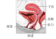 女性陰道松弛的原因是什么？女性陰道松弛怎么辦？