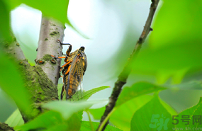 出伏是什么意思？出伏當(dāng)天吃什么？