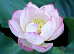 出伏吃什么養(yǎng)生？出伏養(yǎng)生注意事項(xiàng)