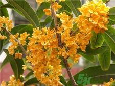 吃桂花有什么好處?桂花的功效與作用 吃桂花有什么好處?桂花的功效與作用