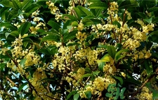 吃桂花有什么好處?桂花的功效與作用 吃桂花有什么好處?桂花的功效與作用