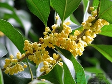 吃桂花有什么好處?桂花的功效與作用 吃桂花有什么好處?桂花的功效與作用