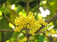 吃桂花有什么好處?桂花的功效與作用 吃桂花有什么好處?桂花的功效與作用