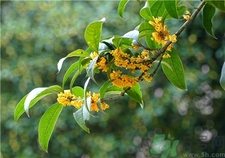 吃桂花有什么好處?桂花的功效與作用 吃桂花有什么好處?桂花的功效與作用