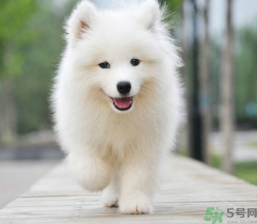 狗狗可以吃月餅嗎？狗狗吃月餅的危害