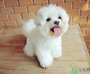 狗狗可以吃月餅嗎？狗狗吃月餅的危害