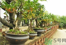 桂花可以放在室內嗎?桂花放在室內好嗎? 桂花可以放在室內嗎?桂花放在室內好嗎?