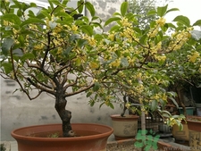 桂花可以放在室內嗎?桂花放在室內好嗎? 桂花可以放在室內嗎?桂花放在室內好嗎?