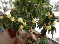 桂花可以放在室內嗎?桂花放在室內好嗎? 桂花可以放在室內嗎?桂花放在室內好嗎?