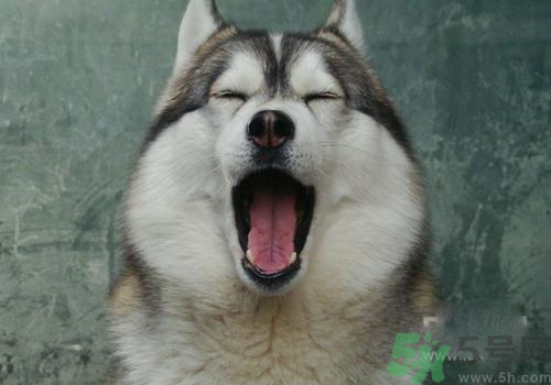 打呵欠骨頭響是怎么回事？打哈欠骨頭響怎么辦？