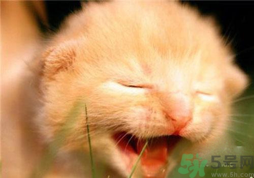 打呵欠骨頭響是怎么回事？打哈欠骨頭響怎么辦？