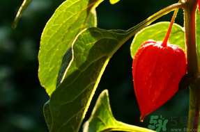 紅姑娘怎么吃？紅姑娘怎么保存？