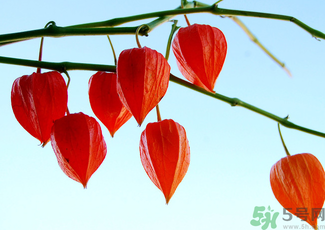 紅姑娘怎么吃？紅姑娘怎么保存？