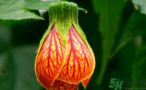 孕婦可以吃紅姑娘嗎？紅姑娘的藥用價(jià)值