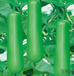 瓠子是涼性的嗎？如何辨別涼性食物與寒性食物？