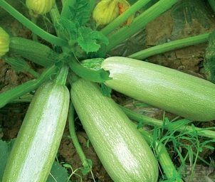 瓠子是涼性的嗎？如何辨別涼性食物與寒性食物？