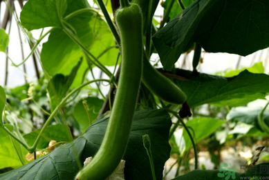 瓠子是涼性的嗎？如何辨別涼性食物與寒性食物？