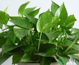 客廳放什么植物好？客廳植物選什么好？