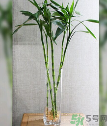 客廳放什么植物好？客廳植物選什么好？