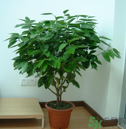 客廳放什么植物好？客廳植物選什么好？