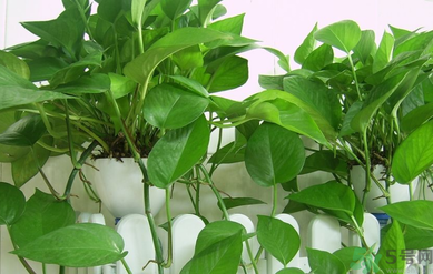 臥室放什么植物好？臥室植物放什么好？