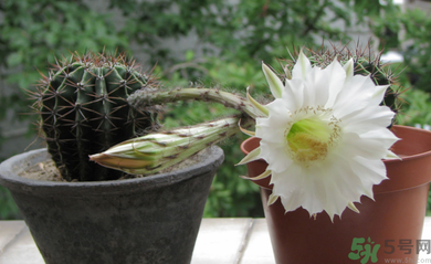 臥室放什么植物好？臥室植物放什么好？