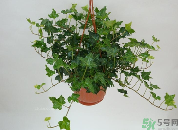 臥室放什么植物好？臥室植物放什么好？