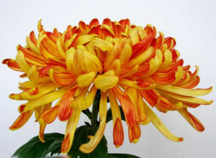 什么植物吸收甲醛最好？吸收甲醛的室內植物