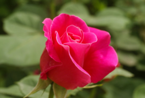 什么植物吸收甲醛最好？吸收甲醛的室內植物