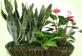 什么植物吸收甲醛最好？吸收甲醛的室內植物