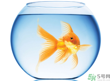 家里養(yǎng)魚(yú)好嗎？家里養(yǎng)魚(yú)有什么講究？