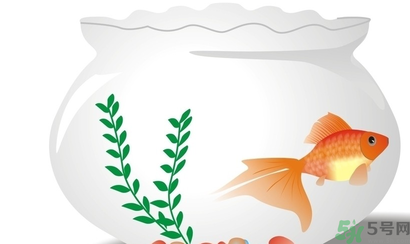 家里養(yǎng)魚(yú)好嗎？家里養(yǎng)魚(yú)有什么講究？