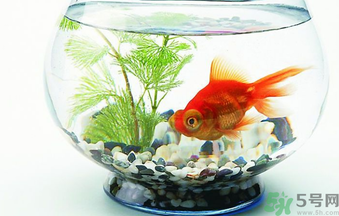 家里養(yǎng)魚(yú)好嗎？家里養(yǎng)魚(yú)有什么講究？