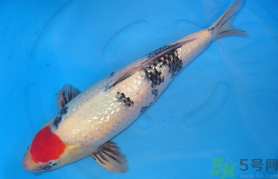 家里養(yǎng)什么魚好？家里養(yǎng)魚幾條最好？