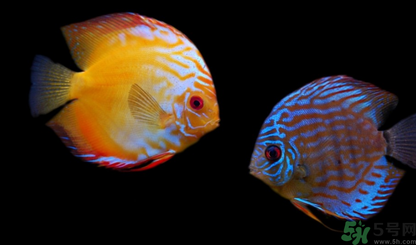 家里養(yǎng)什么魚好？家里養(yǎng)魚幾條最好？