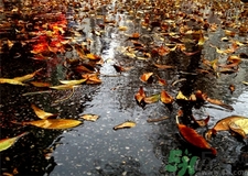 一場秋雨一場寒的意思?一場秋雨一場寒從什么時候開始? 一場秋雨一場寒的意思?一場秋雨一場寒從什么時候開始?