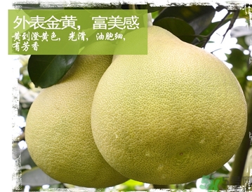 文旦柚的功效作用 文旦柚的營養(yǎng)價值食用禁忌 文旦柚的功效作用 文旦柚的營養(yǎng)價值食用禁忌