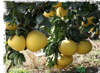 文旦柚的功效作用 文旦柚的營養(yǎng)價值食用禁忌 文旦柚的功效作用 文旦柚的營養(yǎng)價值食用禁忌