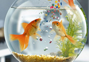 家里養(yǎng)魚好嗎？家里養(yǎng)魚有什么講究？