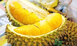 榴蓮能放冰箱嗎？榴蓮放在冰箱能保存幾天？