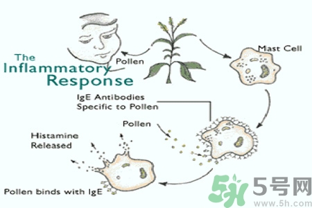 花粉過敏的表現(xiàn)是什么？如何有效的預(yù)防花粉過敏？