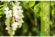洋槐蜜是什么？洋槐蜜的作用與功效有哪些？
