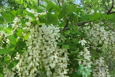 洋槐蜜的鑒別方法是什么？洋槐蜜多少錢一斤？