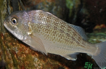 魚(yú)眼睛可以吃嗎？吃魚(yú)眼睛有什么好處？