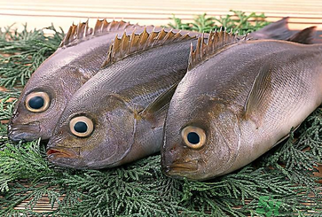 魚(yú)眼睛可以吃嗎？吃魚(yú)眼睛有什么好處？