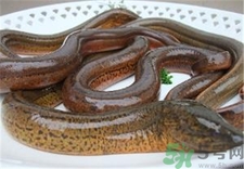 鰻魚是黃鱔嗎?鰻魚和鱔魚的區(qū)別 鰻魚是黃鱔嗎?鰻魚和鱔魚的區(qū)別