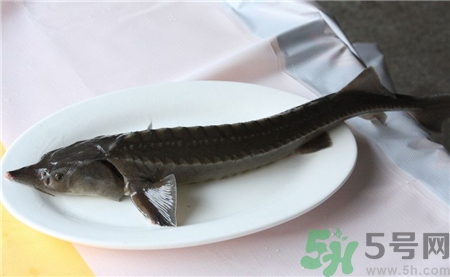 中華鱘的營養(yǎng)價值 中華鱘的功效與作用 中華鱘的營養(yǎng)價值 中華鱘的功效與作用