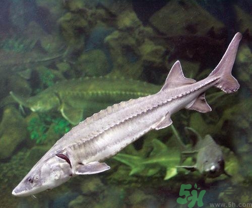 中華鱘的營養(yǎng)價值 中華鱘的功效與作用 中華鱘的營養(yǎng)價值 中華鱘的功效與作用